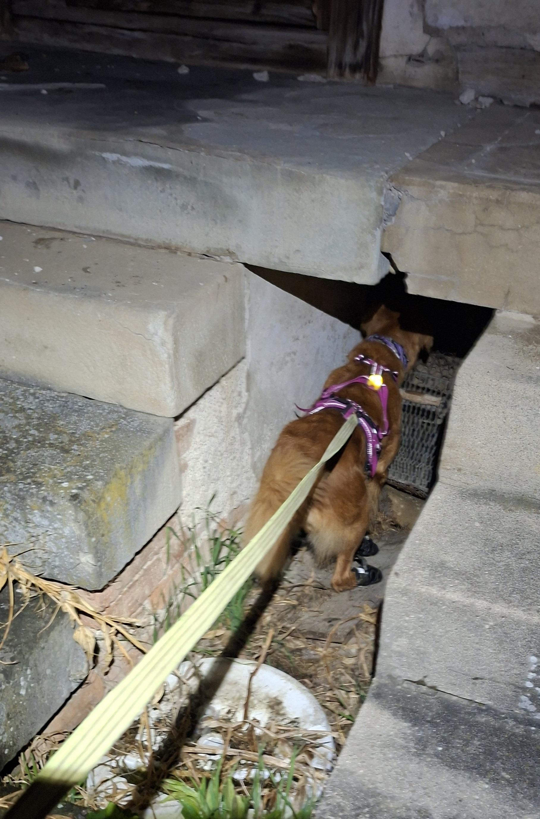Tiersuch Staffel Schaffhausen