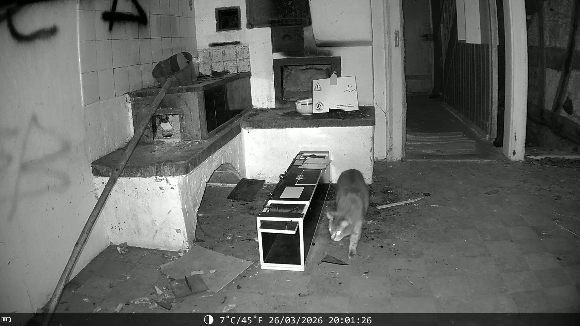 Tiersuch Staffel Schaffhausen