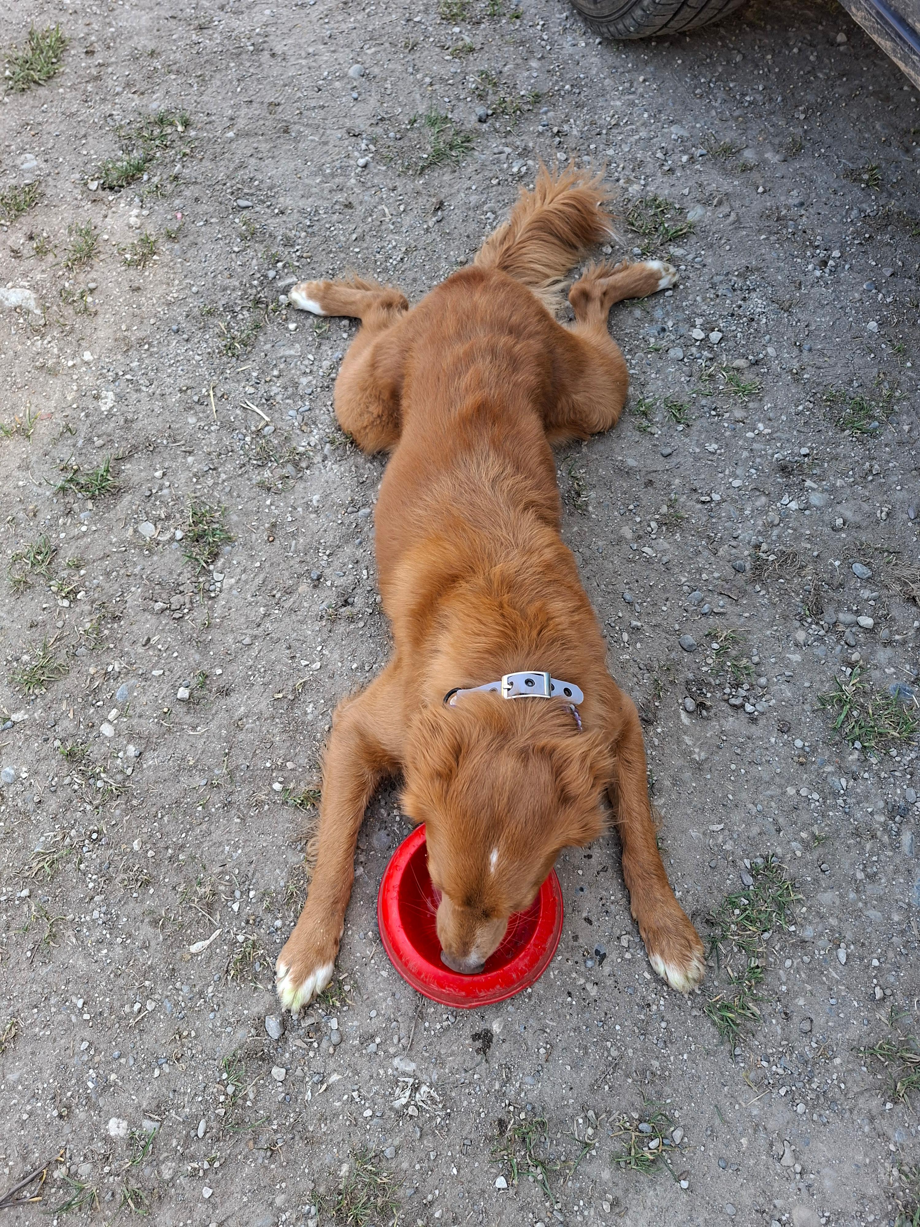 Tiersuch Staffel Schaffhausen